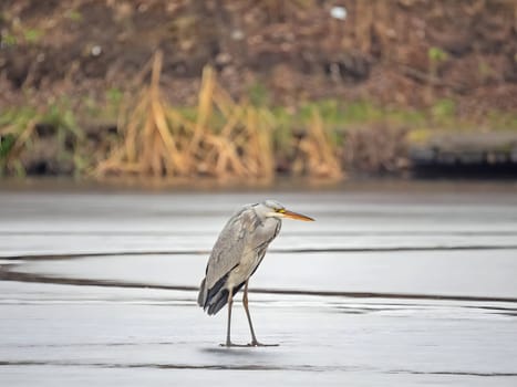 Majestic grey heron standing on frozen water, surrounded by glistening snow.