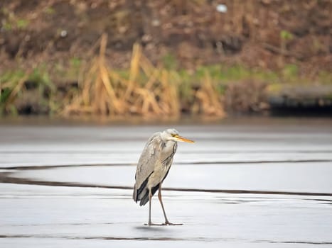Majestic grey heron standing on frozen water, surrounded by glistening snow.