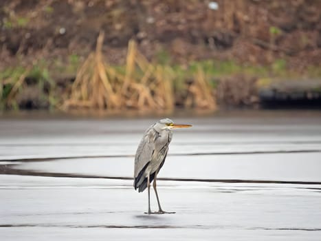Majestic grey heron standing on frozen water, surrounded by glistening snow.