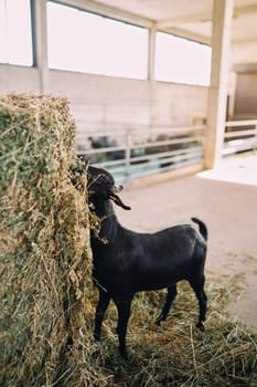 Little black goat eats hay from a pile on a farm. High quality photo