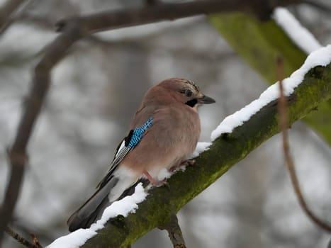 Colorful Eurasian jay perched on a snowy branch in a winter wonderland.