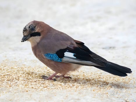 Large photo of a beautiful Eurasian jay against a snowy white background.