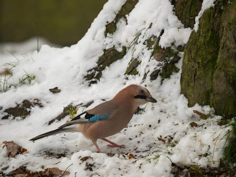 Large photo of a beautiful Eurasian jay against a snowy white background.