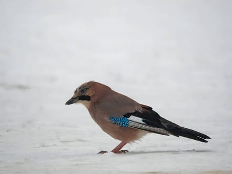 Large photo of a beautiful Eurasian jay against a snowy white background.