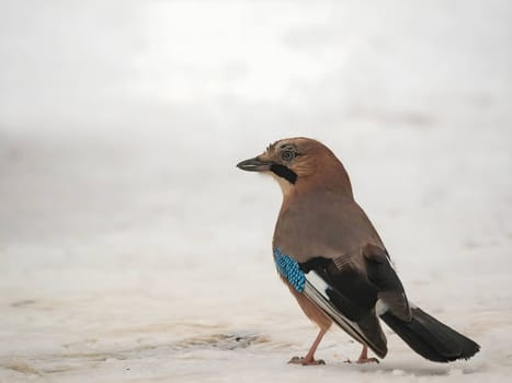 Large photo of a beautiful Eurasian jay against a snowy white background.