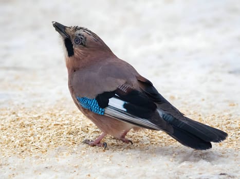 Large photo of a beautiful Eurasian jay against a snowy white background.