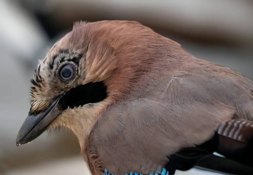Close-up photo of a stunning Eurasian jay showcasing its vibrant feathers.