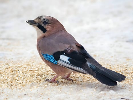 Large photo of a beautiful Eurasian jay against a snowy white background.