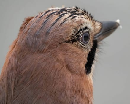 Close-up photo of a stunning Eurasian jay showcasing its vibrant feathers.