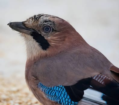 Close-up photo of a stunning Eurasian jay showcasing its vibrant feathers.