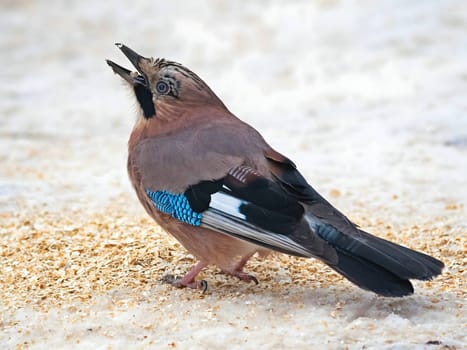 Large photo of a beautiful Eurasian jay against a snowy white background.