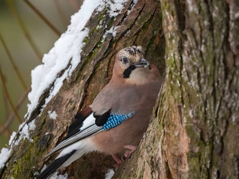 Eurasian jay perched on a tree trunk in a winter snowy scenery.