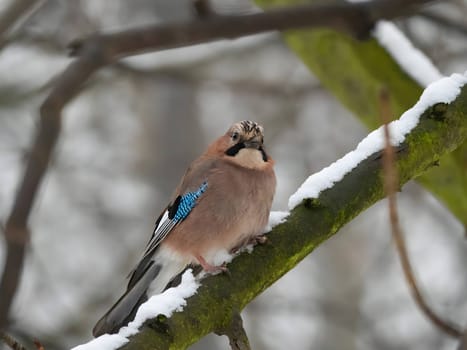 Colorful Eurasian jay perched on a snowy branch in a winter wonderland.