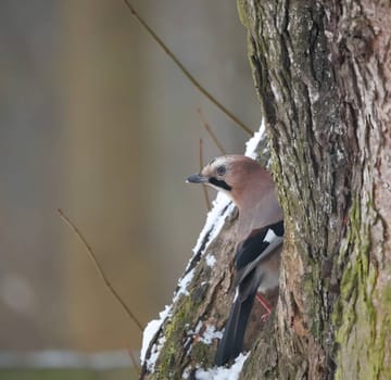 Eurasian jay perched on a tree trunk in a winter snowy scenery.
