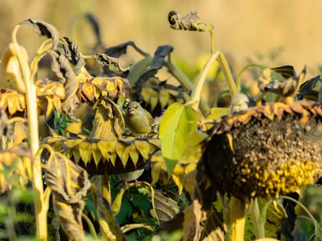 European greenfinch perched on sunflowers in autumn scenery.