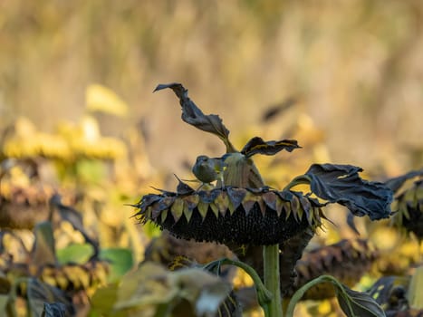 European greenfinch perched on sunflowers in autumn scenery.