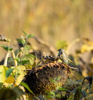 European greenfinch perched on sunflowers in autumn scenery.