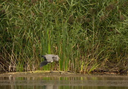 Grey heron standing against a backdrop of lush green reeds.