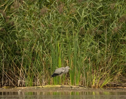 Grey heron standing against a backdrop of lush green reeds.