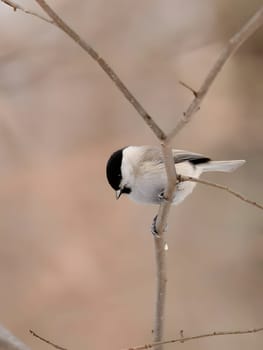 A charming Marsh Tit perched on a tree branch, its striking features highlighted against a beautifully blurred background.