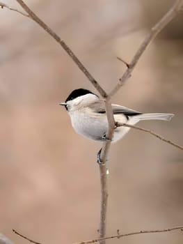 A charming Marsh Tit perched on a tree branch, its striking features highlighted against a beautifully blurred background.