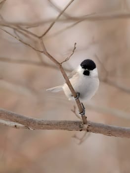 A charming Marsh Tit perched on a tree branch, its striking features highlighted against a beautifully blurred background.