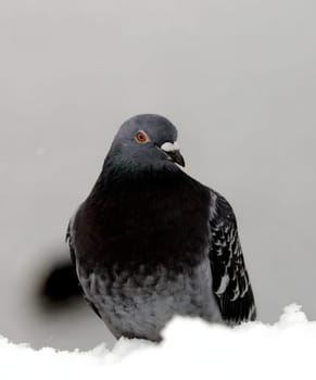 Amidst the winter snow, a city pigeon stands proudly, its feathers dusted with flakes. A touch of urban charm graces the serene wintry landscape.