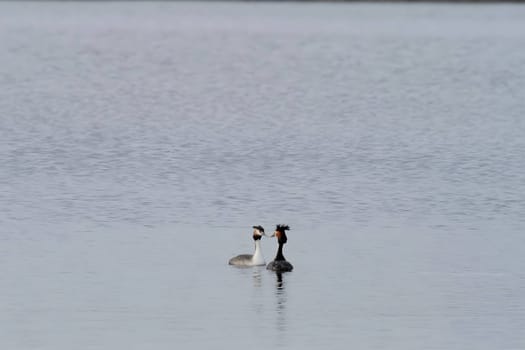 Close-up photo of a male and female Great Crested Grebe together on the water. (75 characters)