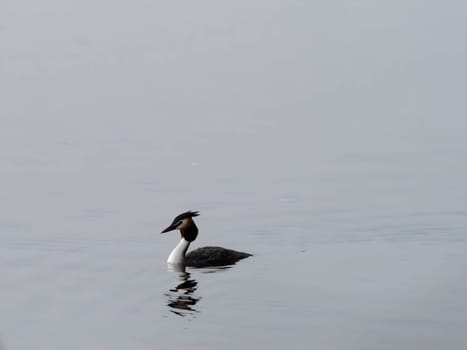 Close-up photo of a male and female Great Crested Grebe together on the water.