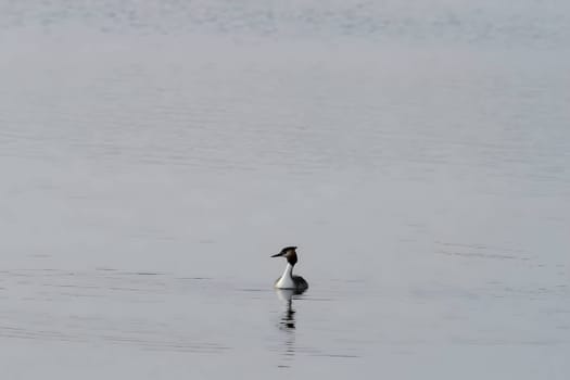 Close-up photo of a male and female Great Crested Grebe together on the water.