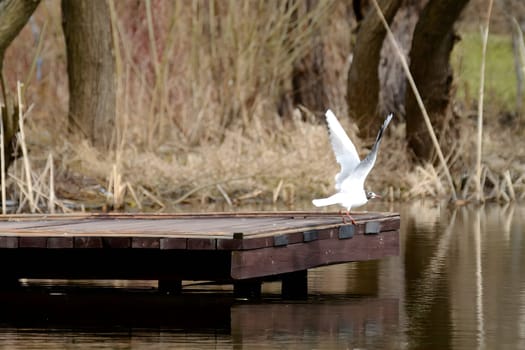 A Black-headed gull spreading its wings, ready to take flight, against the backdrop of the blue sky and shimmering water.