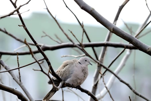 Eurasian collared dove perched gracefully on a tree branch, its soft cooing blending with the serenity of nature.
