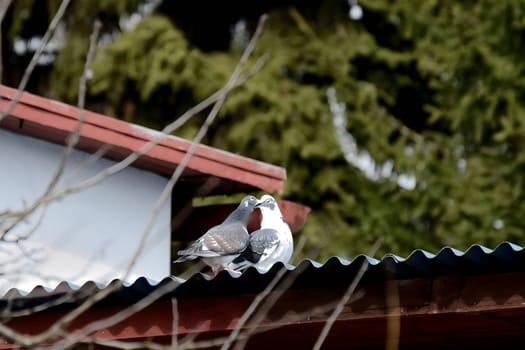 Two pigeons cooing softly on the rooftop of a house, a symbol of peace and tranquility in the urban landscape.