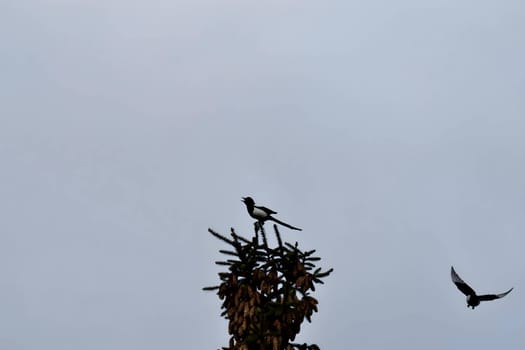 Two striking Eurasian magpies perched atop a tree, their glossy black and white plumage contrasting beautifully against the blue sky.