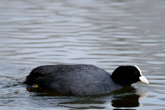 An Eurasian coot gracefully glides on the calm water, surrounded by lush greenery, creating a serene and picturesque scene in nature's embrace.