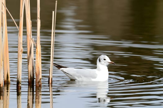 Elegant Black-headed gull gracefully gliding on the water, their white and gray feathers blending harmoniously with the serene surroundings.