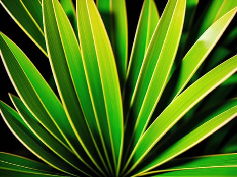The image is a close-up of a palm tree with green leaves.