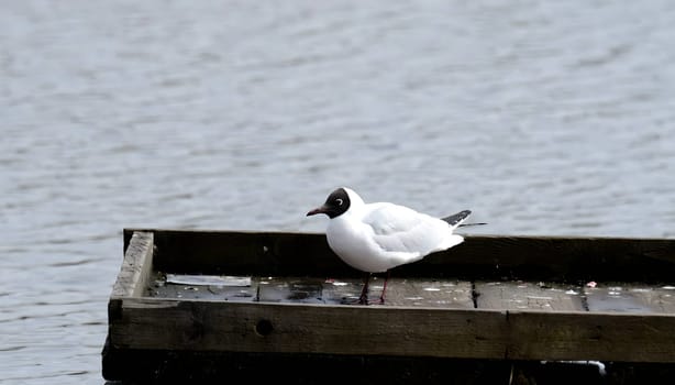 A solitary Black-headed gull perched gracefully on a wooden platform, surveying the surroundings with its keen eyes, ready to take flight at any moment.