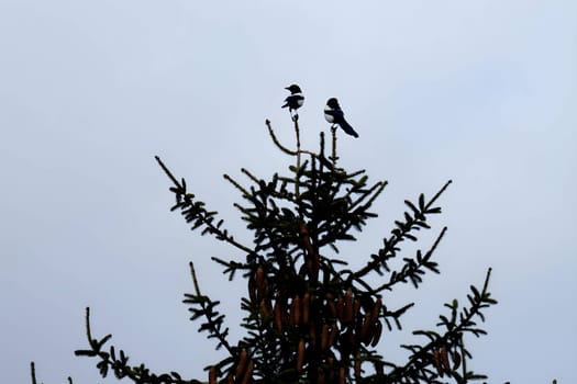 Two striking Eurasian magpies perched atop a tree, their glossy black and white plumage contrasting beautifully against the blue sky.