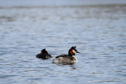 Two graceful Great crested grebes gliding serenely on the water's surface, their striking plumage reflecting the sunlight in perfect harmony.