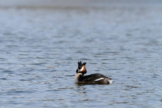 Close-up photo of a male and female Great Crested Grebe together on the water. (75 characters)
