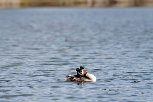 Close-up photo of a male and female Great Crested Grebe together on the water. (75 characters)