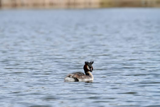 Close-up photo of a male and female Great Crested Grebe together on the water. (75 characters)