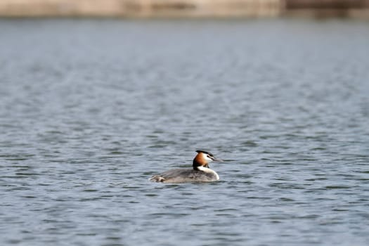 Close-up photo of a male and female Great Crested Grebe together on the water. (75 characters)