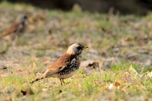 Fieldfare foraging on the ground amidst dry leaves, blending beautifully with its surroundings.