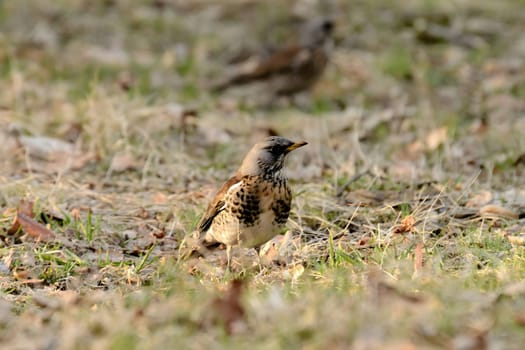 Fieldfare foraging on the ground amidst dry leaves, blending beautifully with its surroundings.
