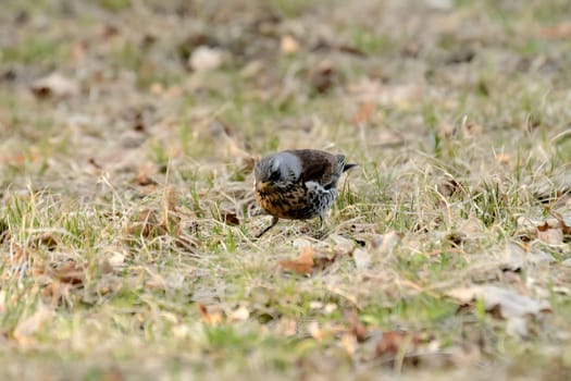 Fieldfare foraging on the ground amidst dry leaves, blending beautifully with its surroundings.