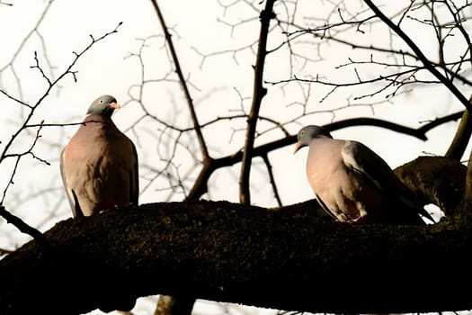 Two common wood pigeons gracefully perched on a sturdy tree branch, their soft colors blending harmoniously with the surrounding foliage.Columba palumbus, Common wood pigeon, pigeon, dove, branch, blurred, season, environment, beauty in nature, fresh, horizontal, outdoor, white, grey, gray, one, countryside, feathers, spring, woodland, green, leaves, bird, animal, tree, twigs, lush, eye, wildlife, beak, branches, selective focus, springtime, nature, avian, scene, wandering, background, plumage, habitat, large, fauna, lonely, closeup, outdoors, cute, single, species, flower field