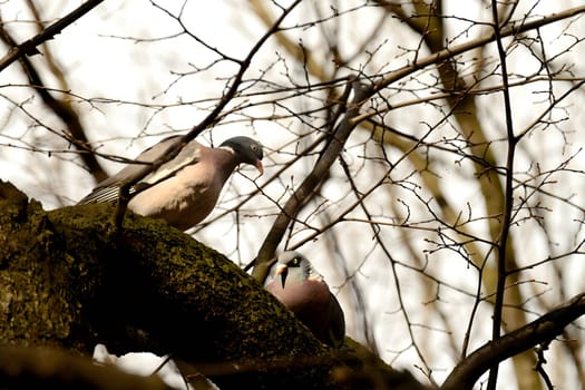 Two common wood pigeons gracefully perched on a sturdy tree branch, their soft colors blending harmoniously with the surrounding foliage.