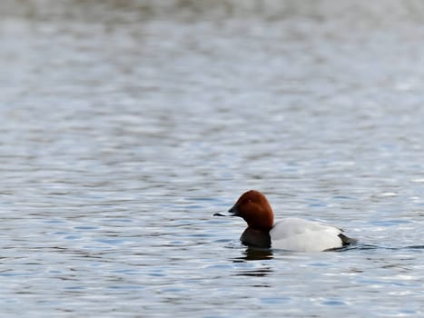 Beautiful Common Pochard gracefully gliding on the water, showcasing its elegant plumage and aquatic prowess.